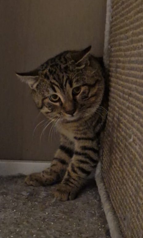 Picture of Tijgertje